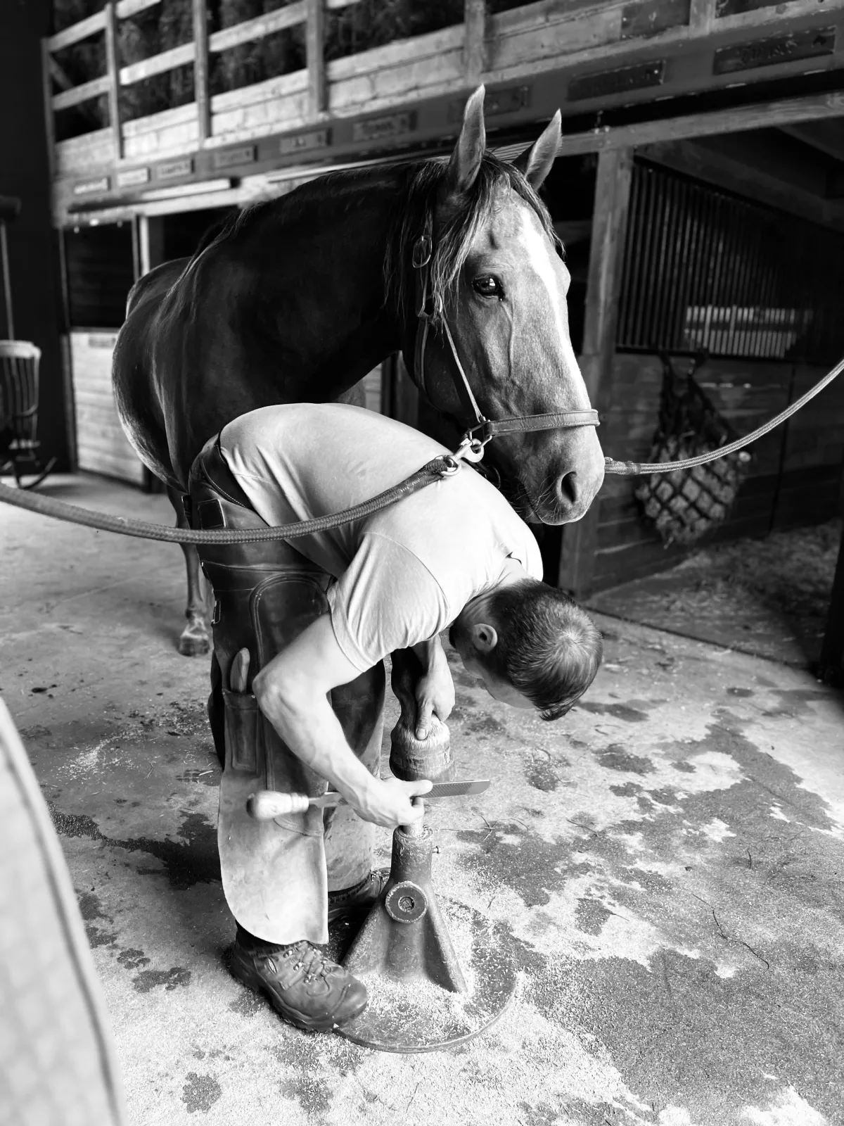 Farrier working with a horse, standing by the truck and tools