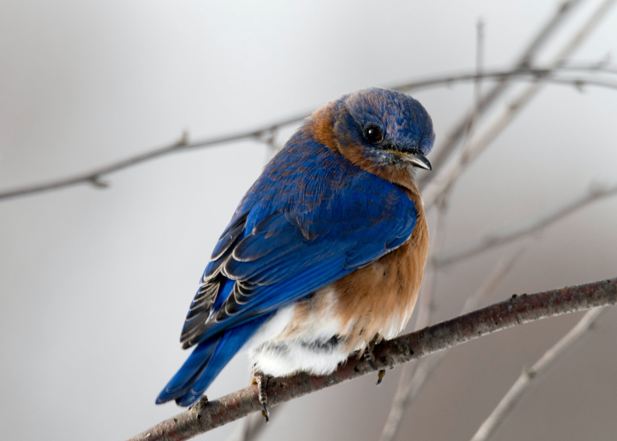 A Parent’s Guide to the “Birds and the Bees”