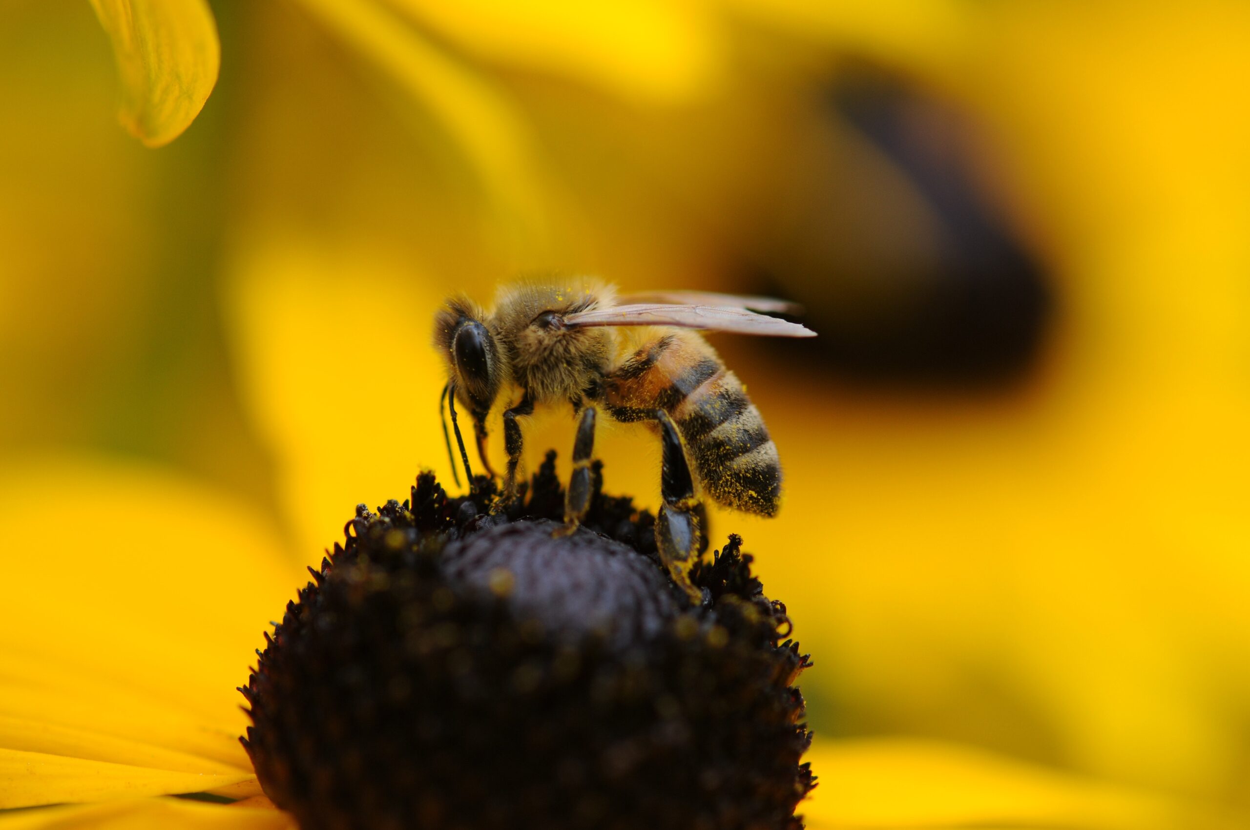 Give Your Nervous System a Massage: Bumblebee Breathing and The Shrug