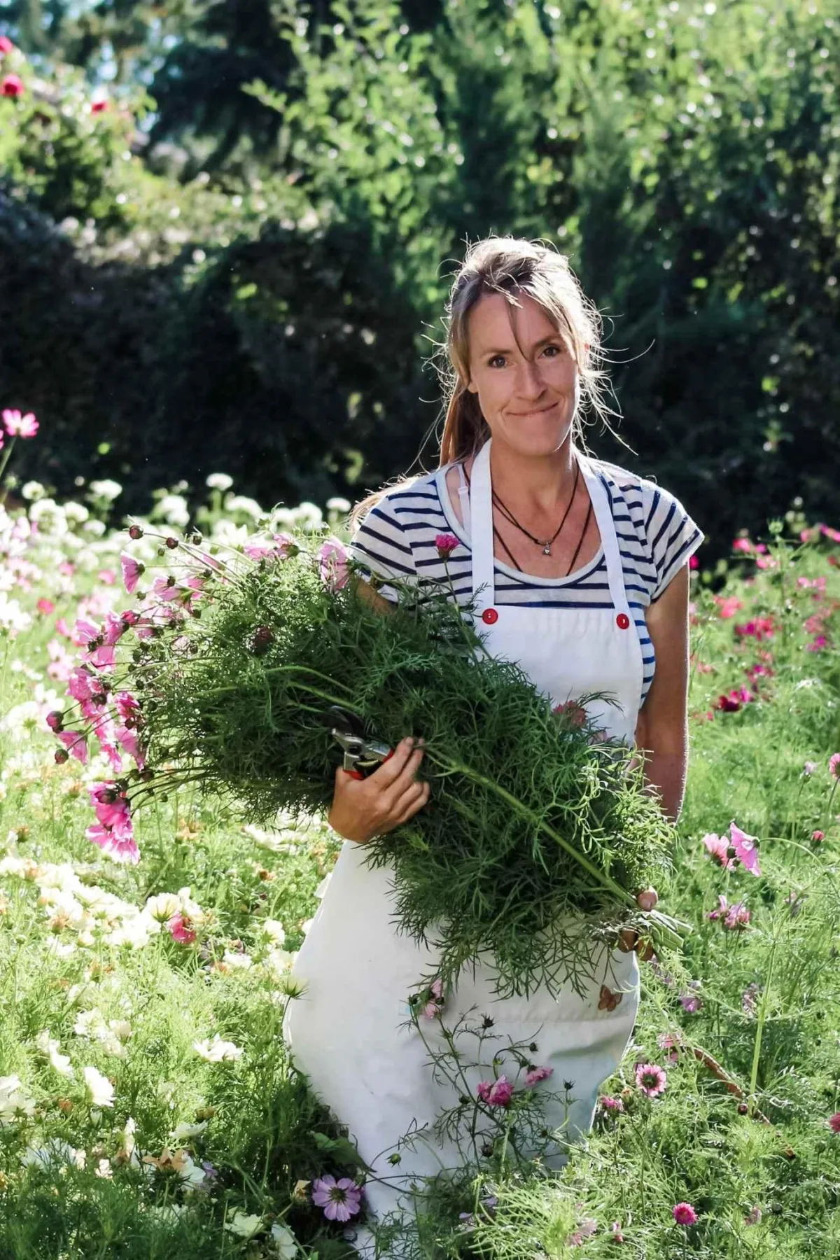 a flower farmer harvesting cosmos