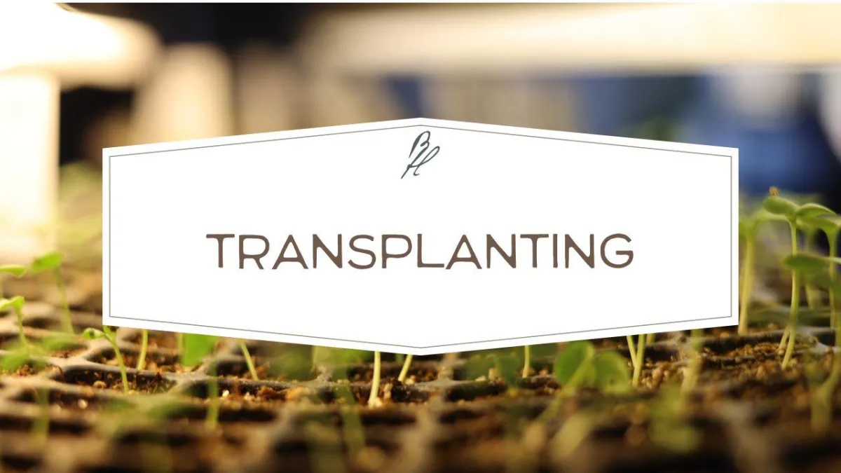 transplanting