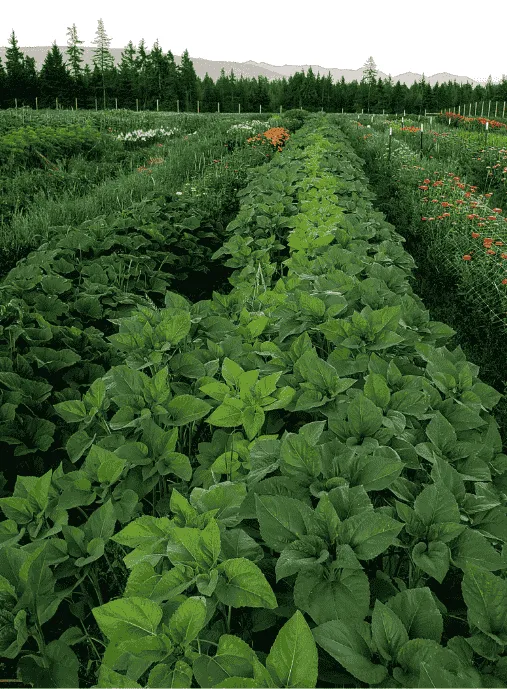 A BeeHaven Flower Farm field of lush rows of cut flowers growing in a straight line.