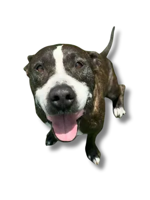 Papi