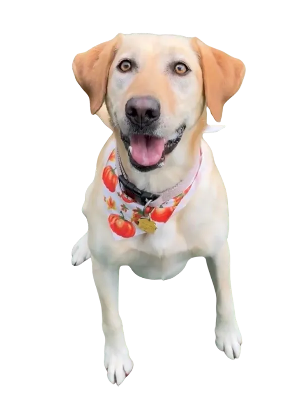 Daisy yellow lab