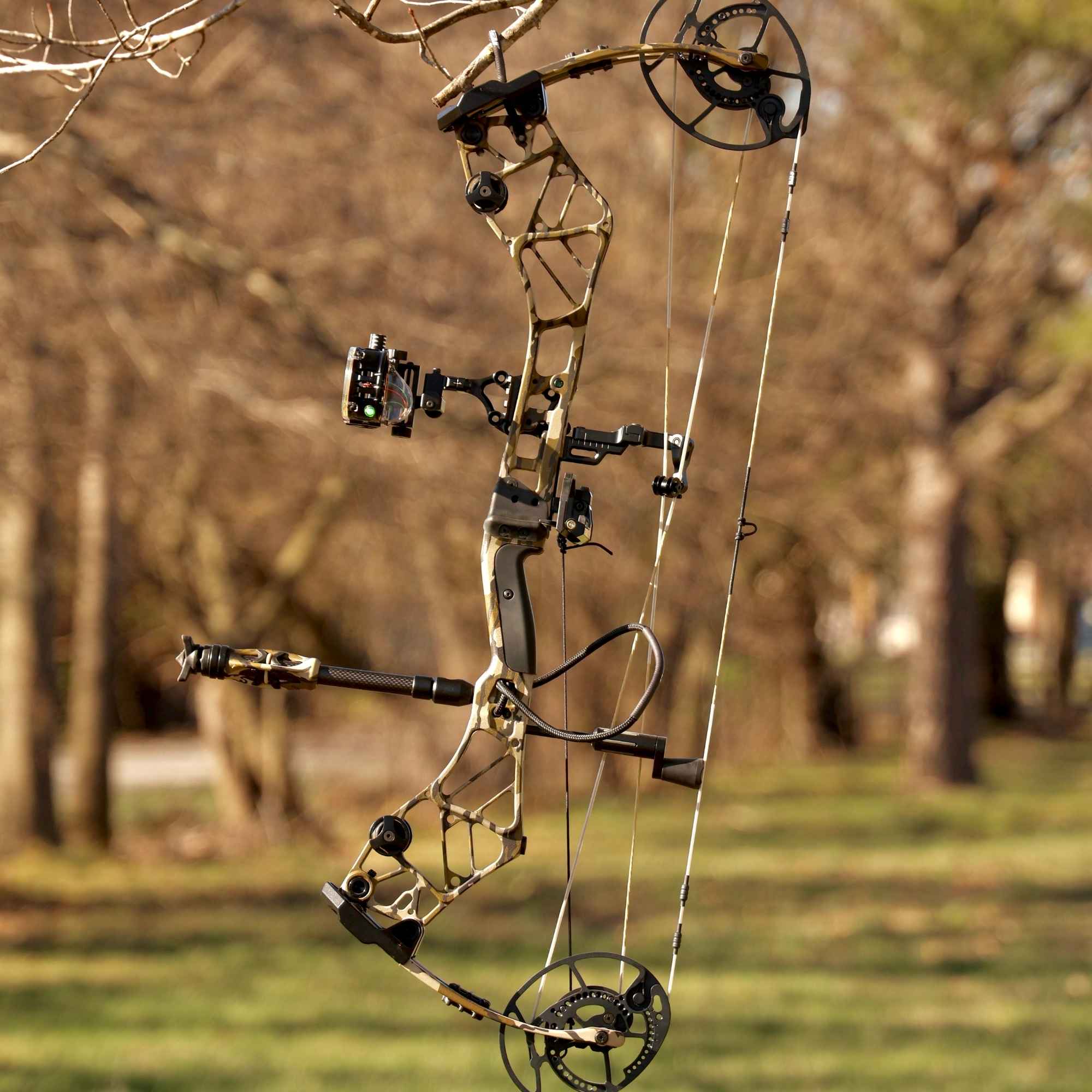 Bear bow hanging from a tree