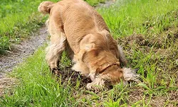 cachorro cavando buraco na grama