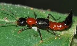 insetos e pragas na grama natural