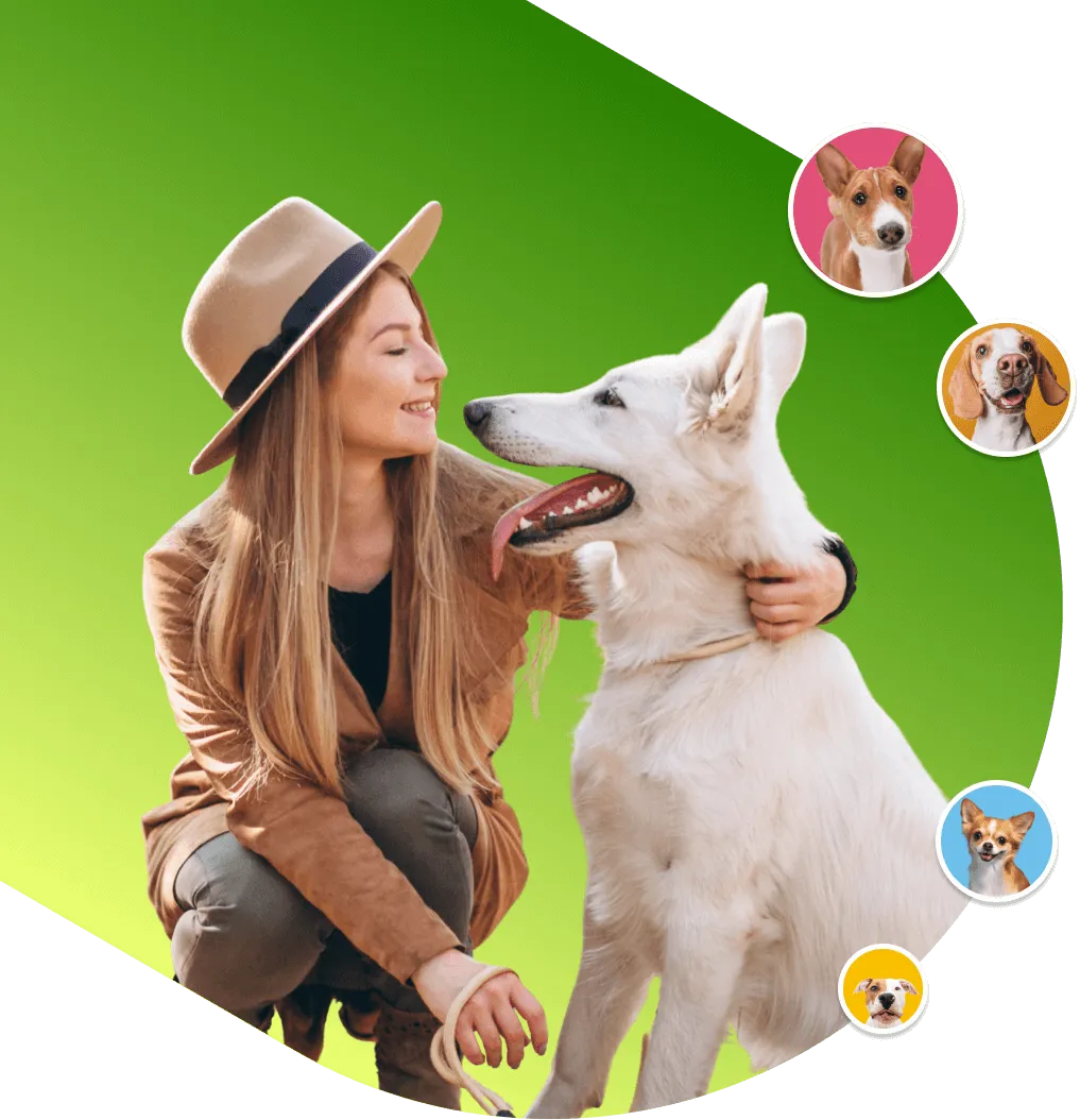 Dog-training-Labrador