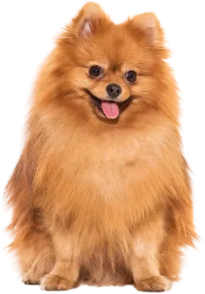 Pomeranian-dog-boarding 