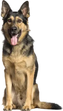 Dog-obedience-training-shephard