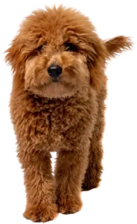 Local-dog-trainer-labradoodle