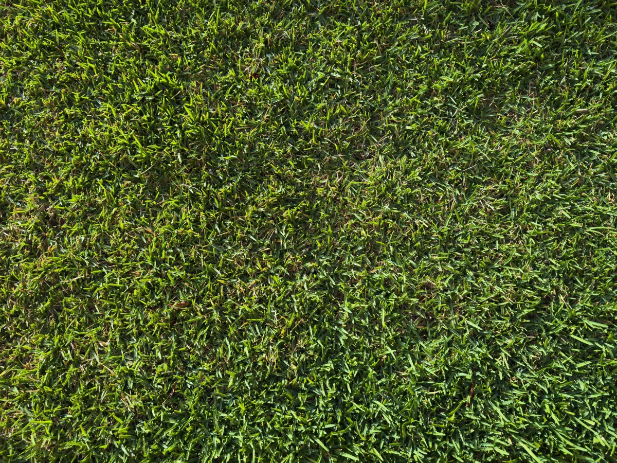 Healthy green lawn in Deltona Florida maintained with proper month-by-month lawn care schedule