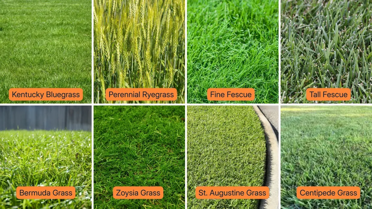 Best Grass 