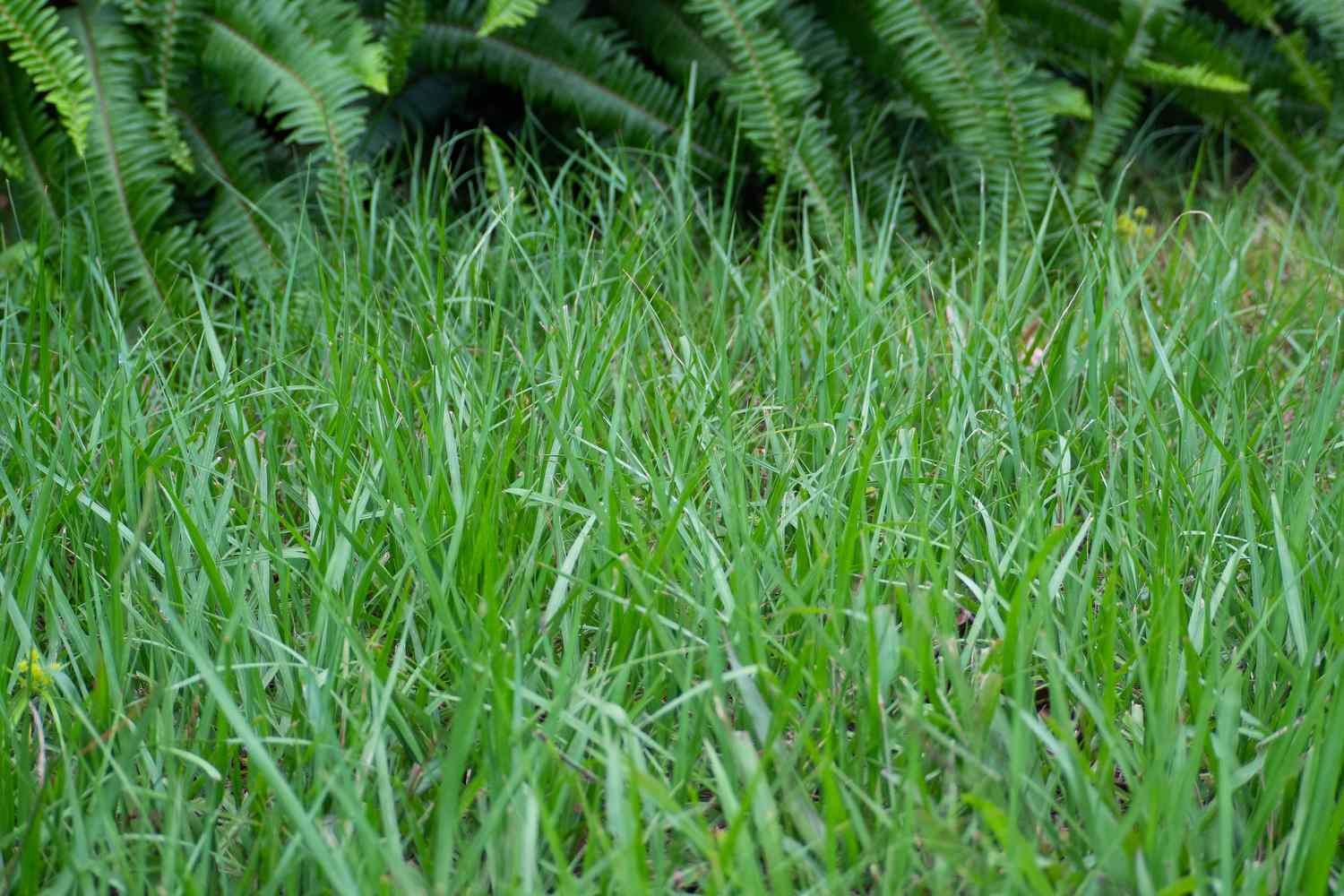 Comparison of St. Augustine, Zoysia, and Bahia grass types for lawns in Deltona Florida