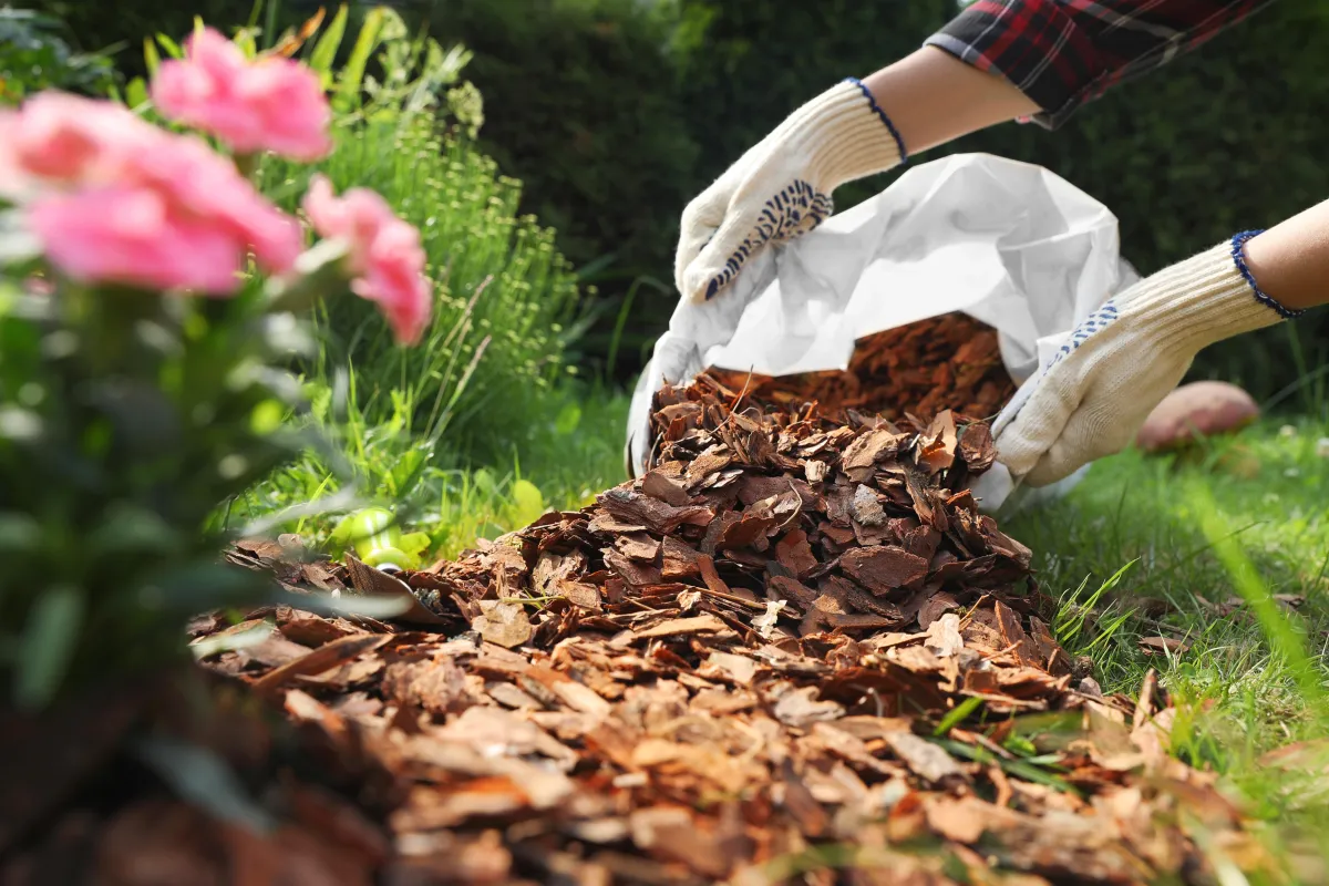 person placing mulch on grass from a white bag