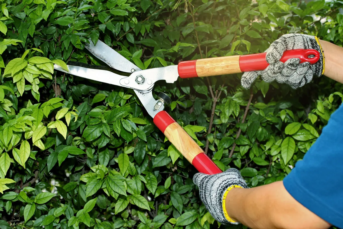 Person with blue shirt pruning their hedges