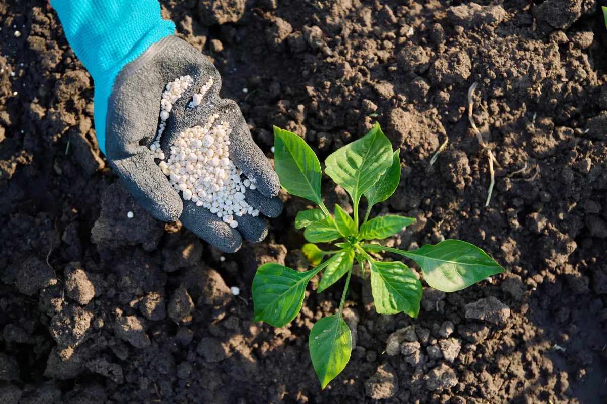 person fertilizing plant with fertilizer in their hand