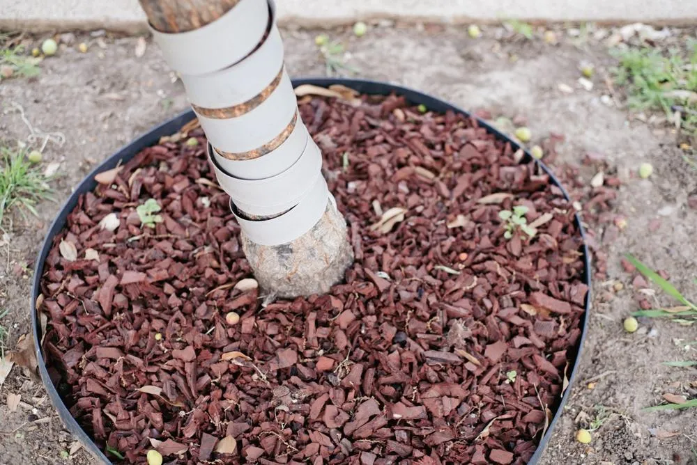 tree being wrapped and protected with white wrapping