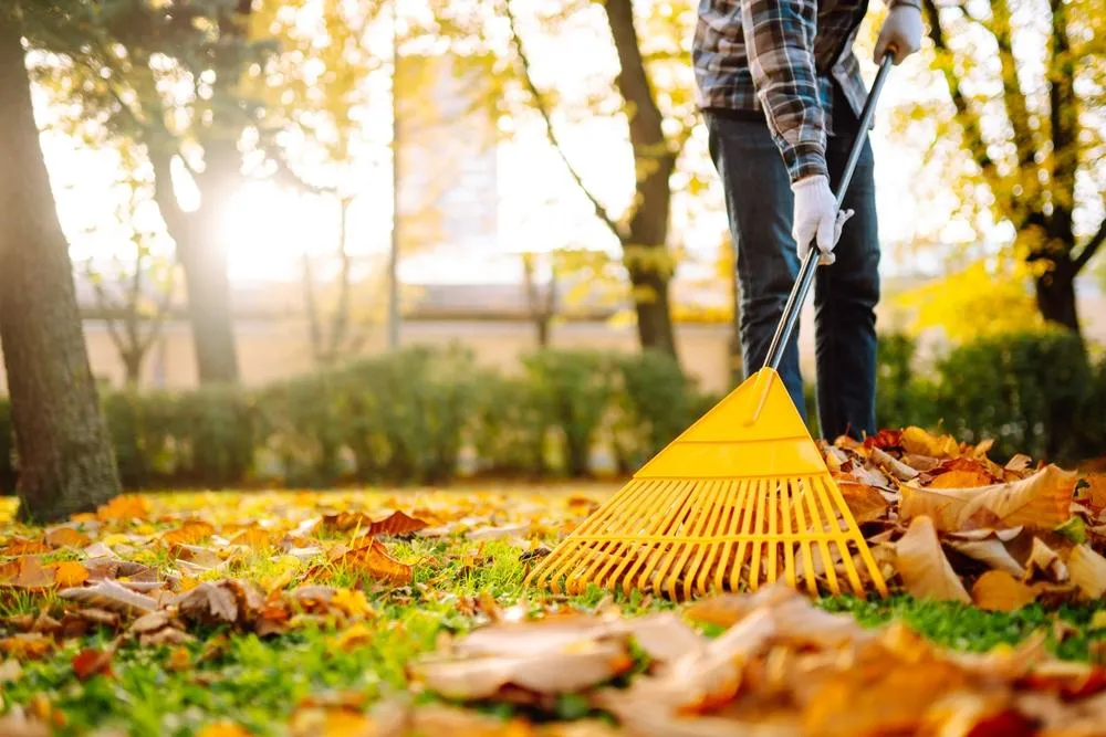 man raking laves in yard with a yellow rake