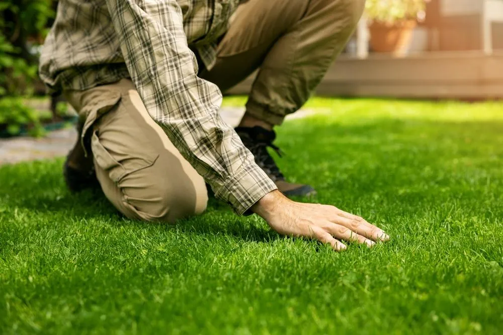 landscaper kneeling down and touching grass on a green lawn