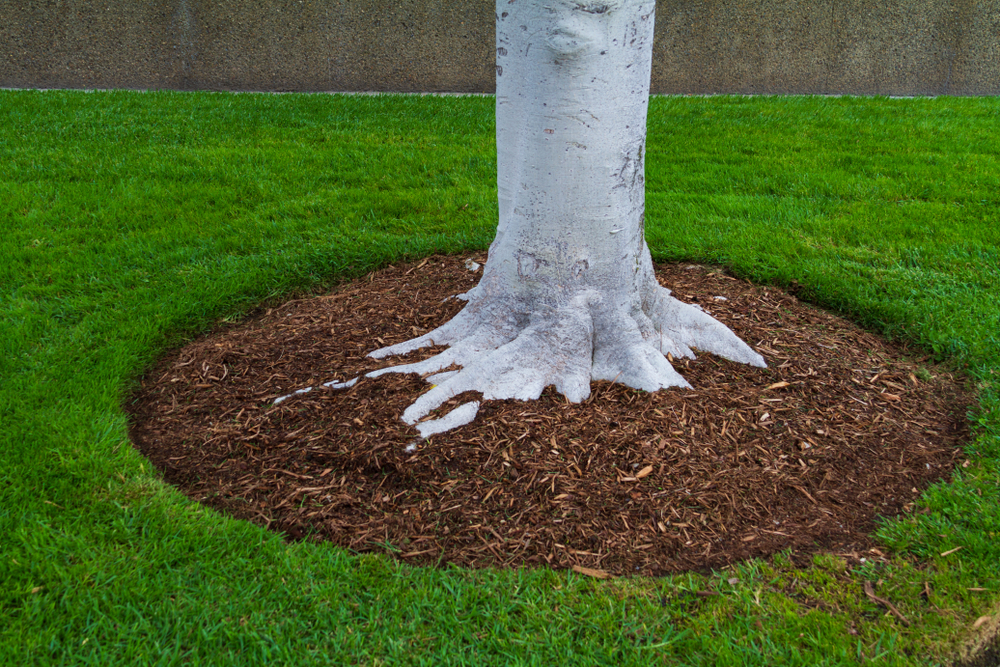brown mulch wrapped around white tree surrounded by green grass
