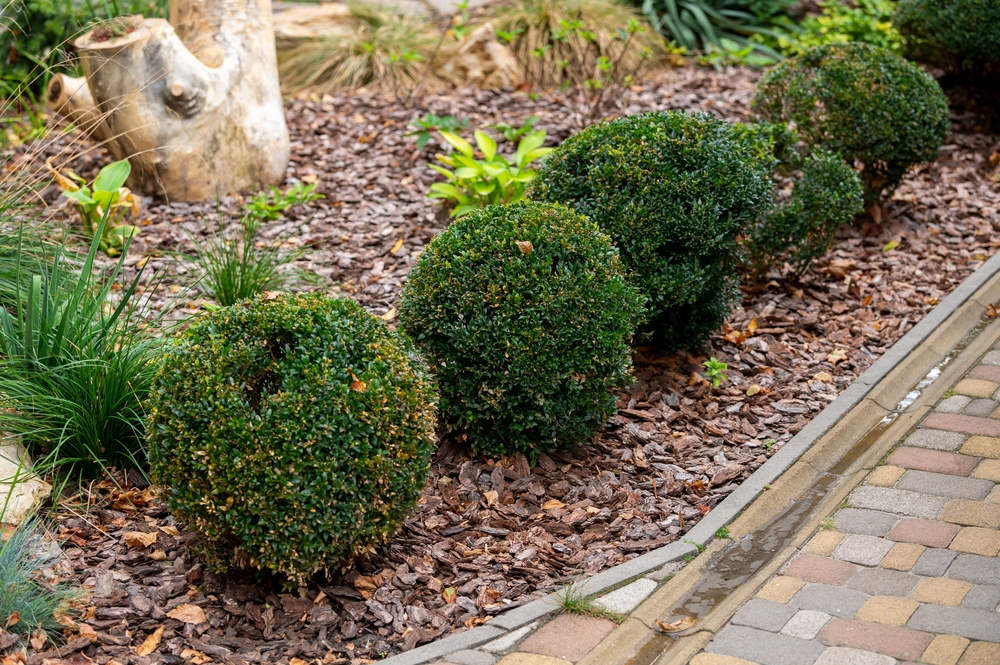 brown mulch near brick walkway
