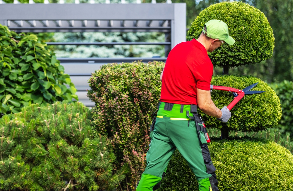 Landscaper in red shirt trimming a bush