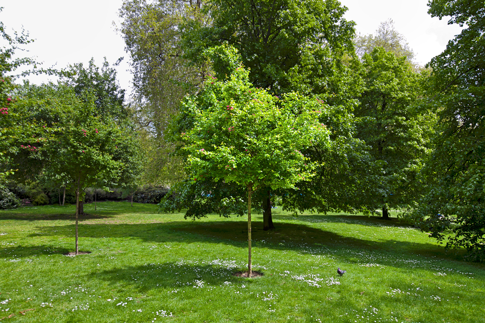 small res on a grass field