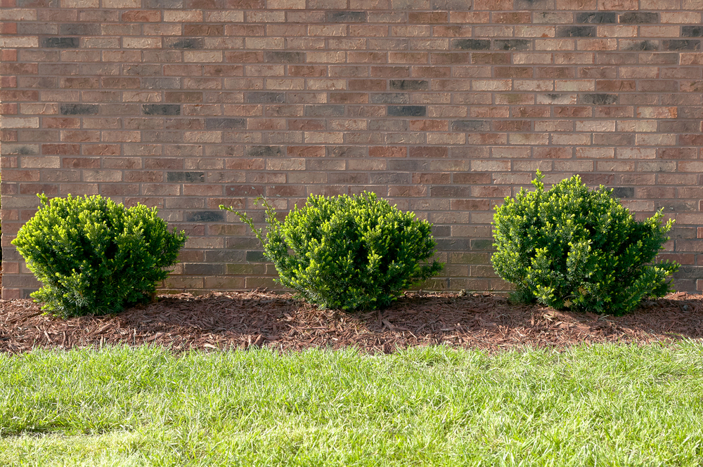 green shrubs outside near a brick wall