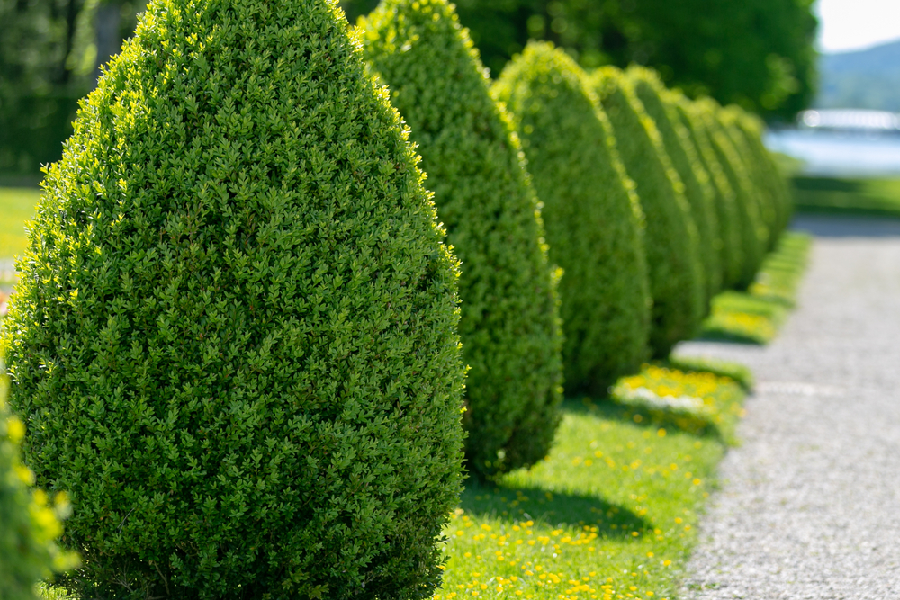 green bushes outside in a row