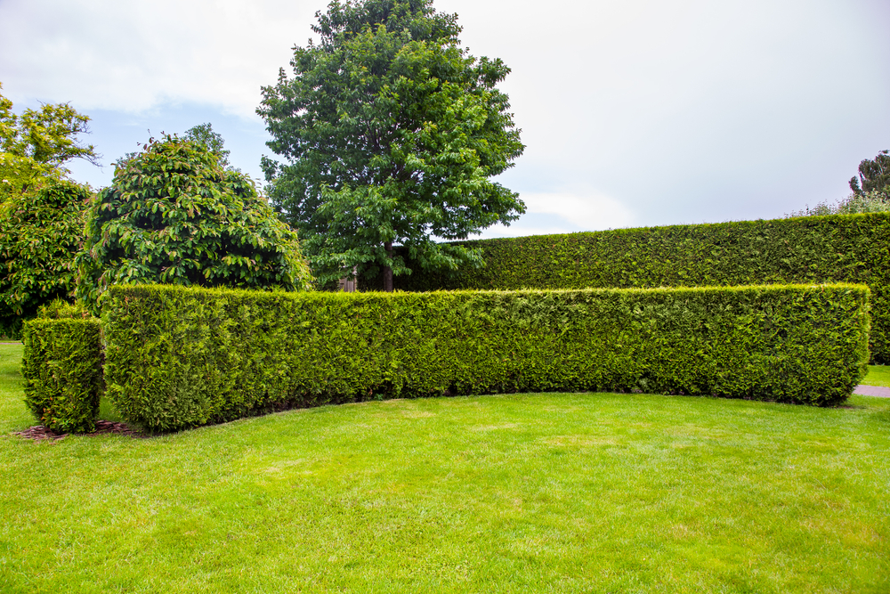 curved hedges outside