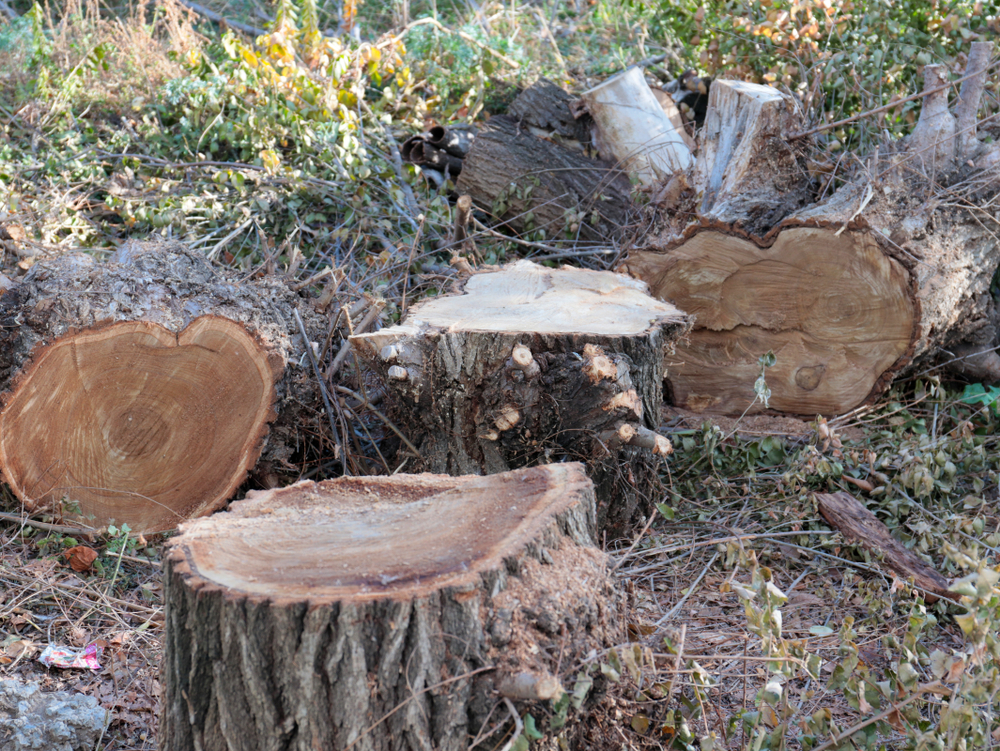 green bushes outside in a row