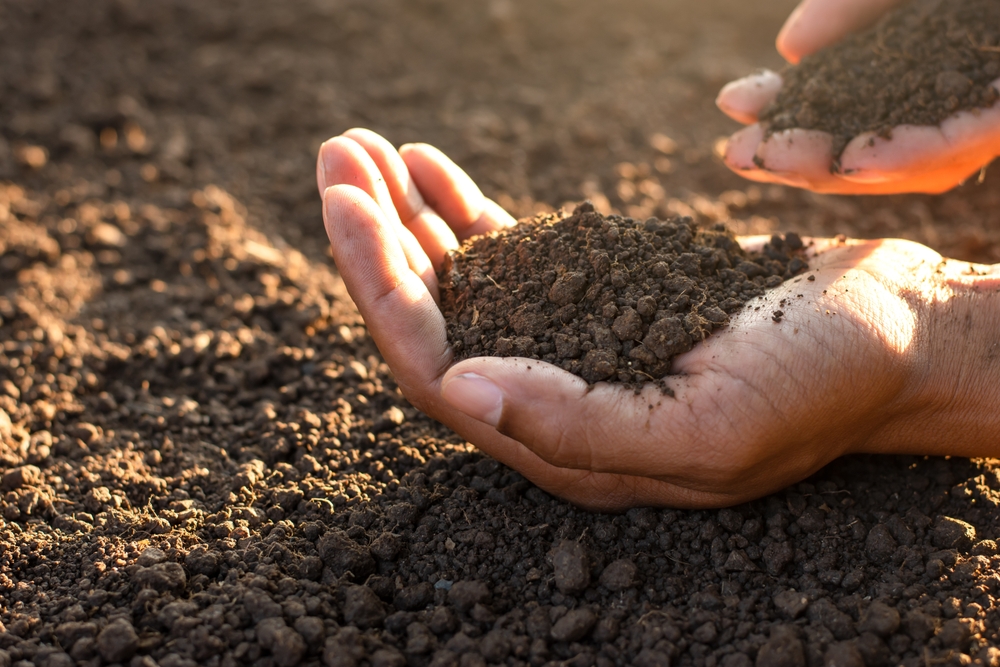loam soil in someone's hand