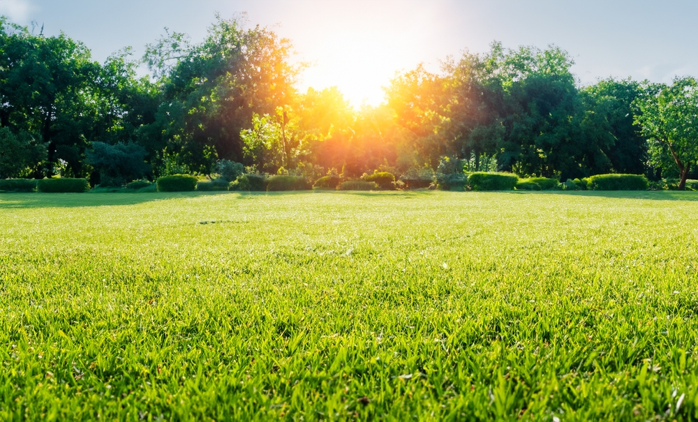 freshly trimmed green grass lawn