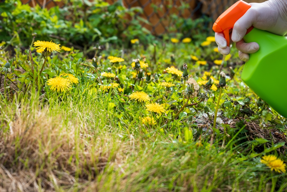 spraying weeds in flower bed