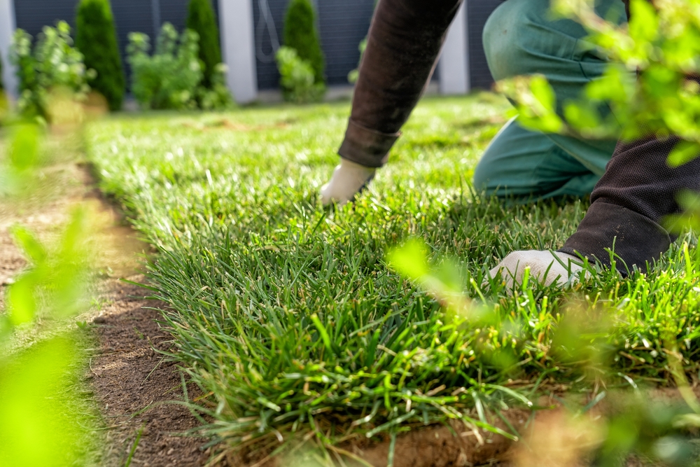 landscaper laying down turf