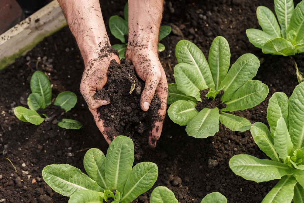 person holding soil near green plants