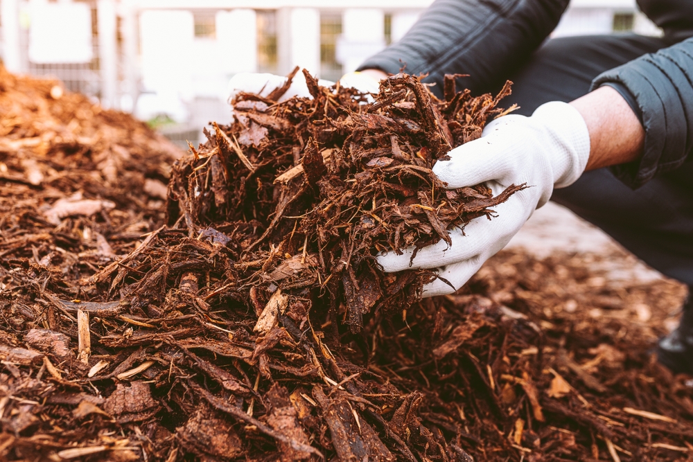 Landscaper with white gloves holding brown mulch