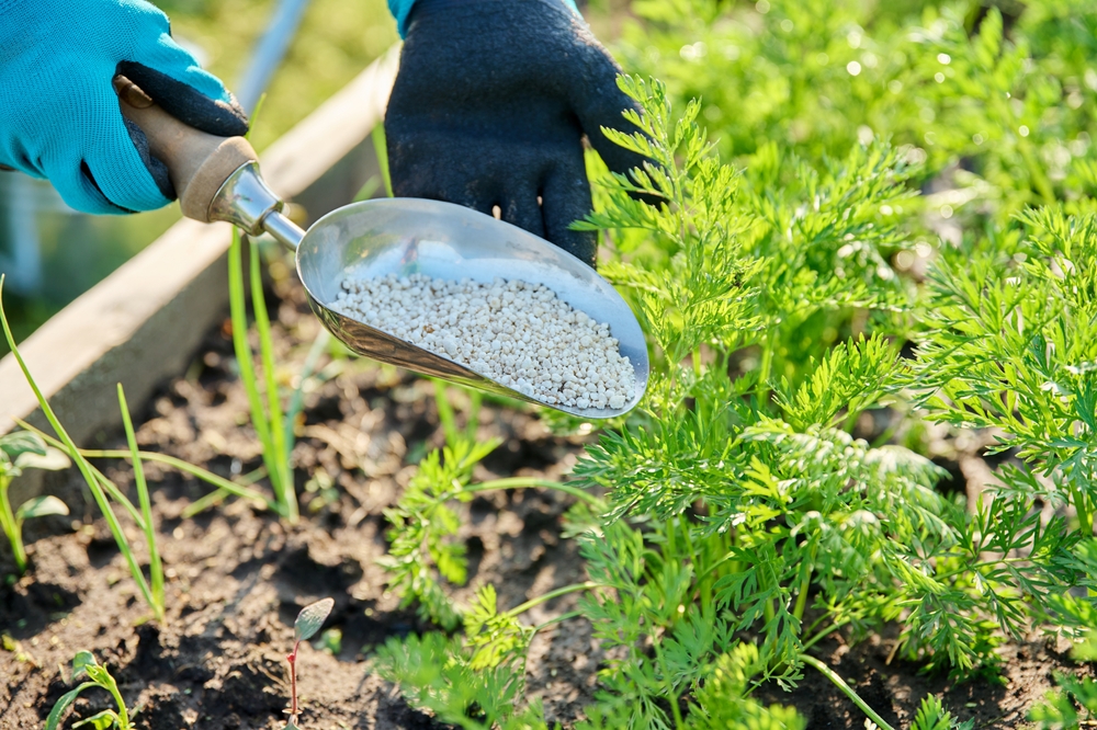 Close up of mineral fertilizers in hands
