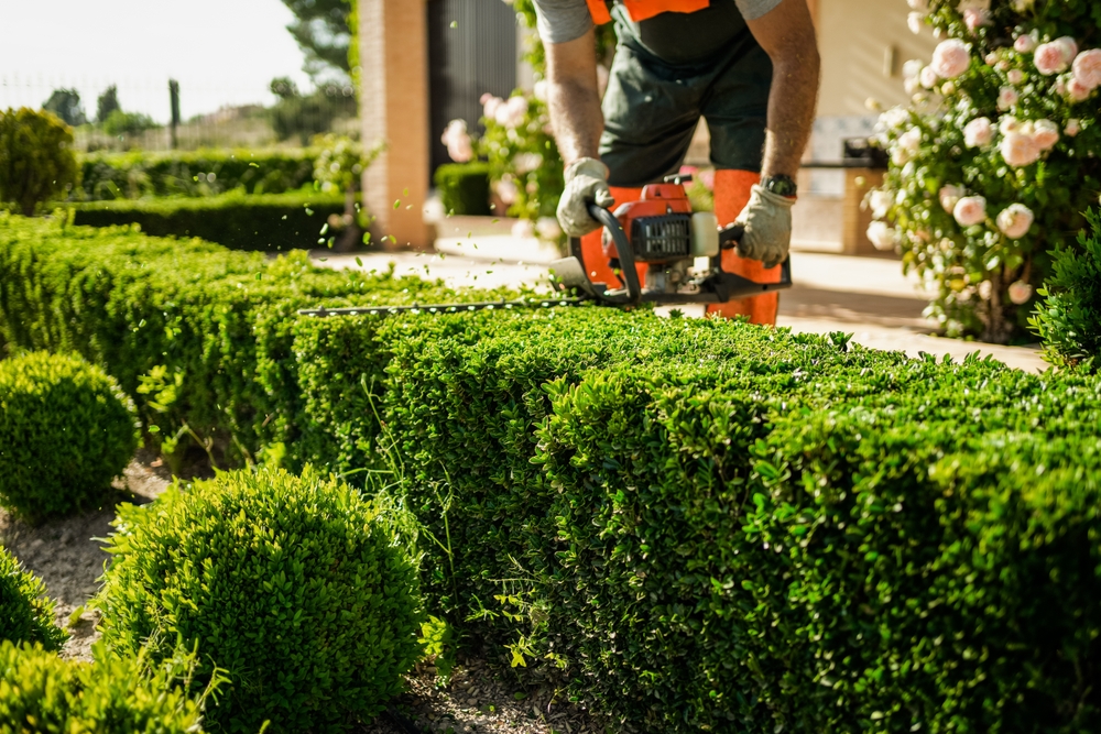 Hedge trimmer in action. Shrub trimming work. Shrub pruning. Gardening and trimming activities. 