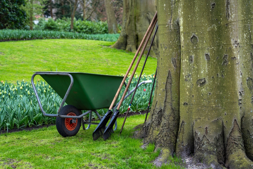 Wheel barrel next to large tree on top pf green grass