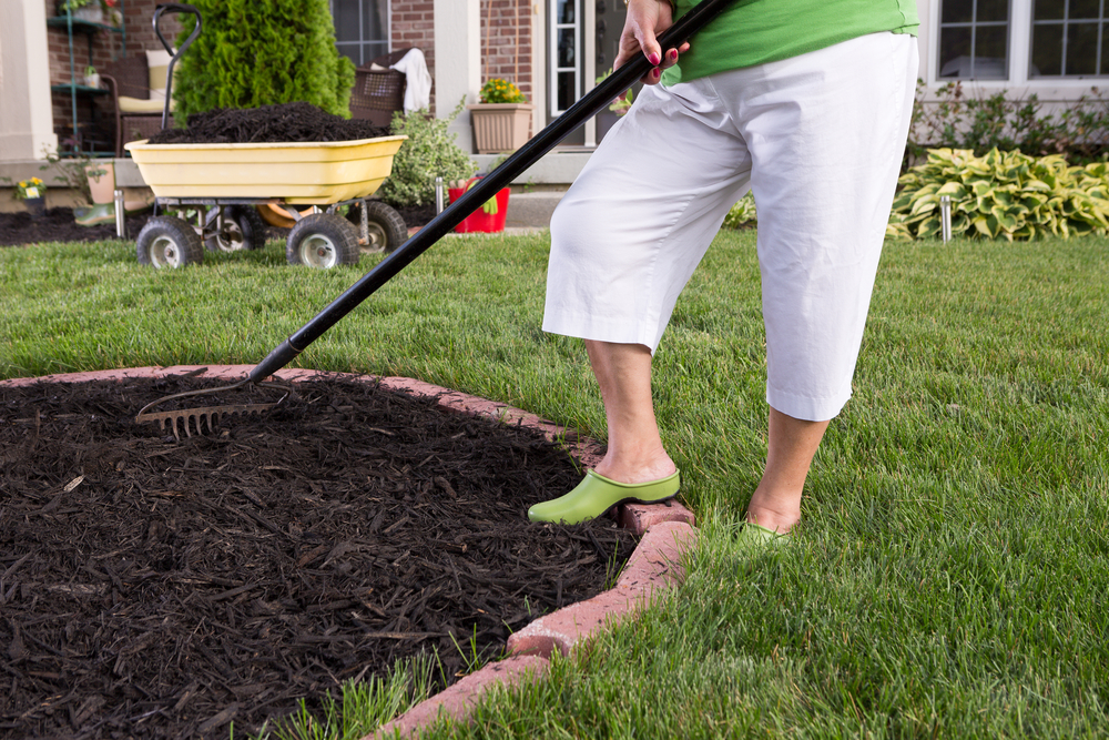 Close up view of the legs of a senior woman in white pants mulching a flowerbed spreading the mulch with a rake
