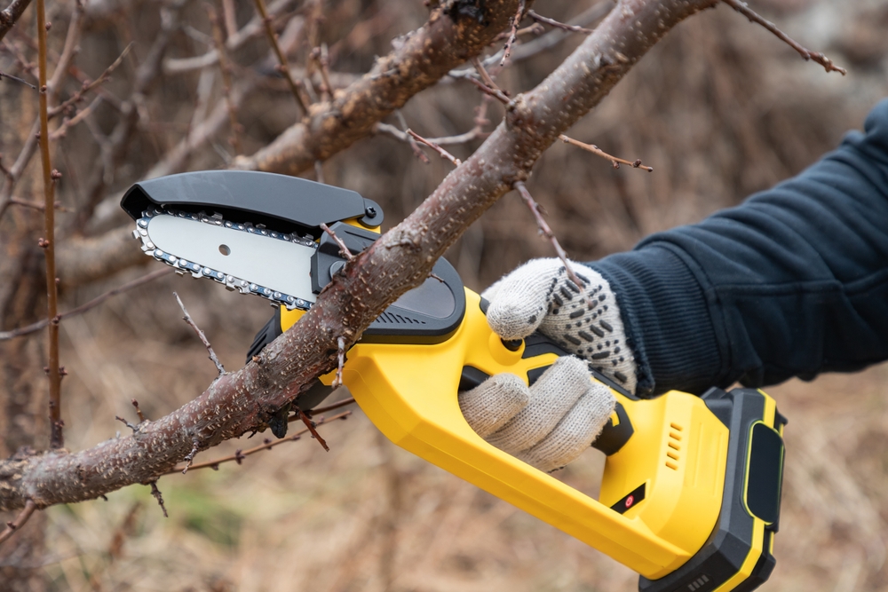 Trimming trees with chainsaw in backyard home. 