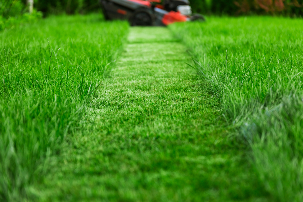 Lawn mower cutting tall green grass in backyard