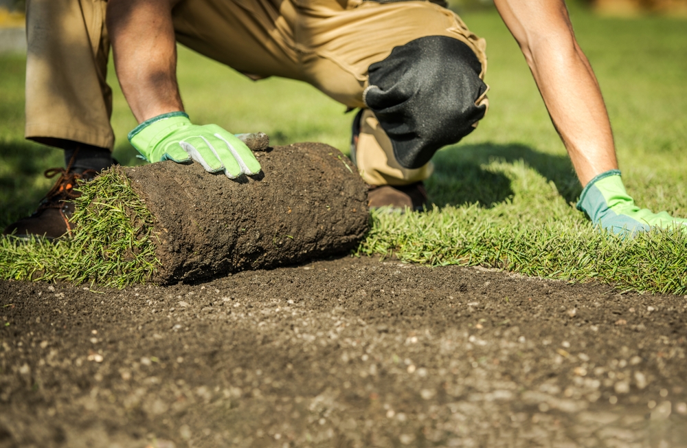 A person is installing fresh sod on a grassy area, carefully rolling out the turf to create a lush green lawn. It is a bright sunny day.