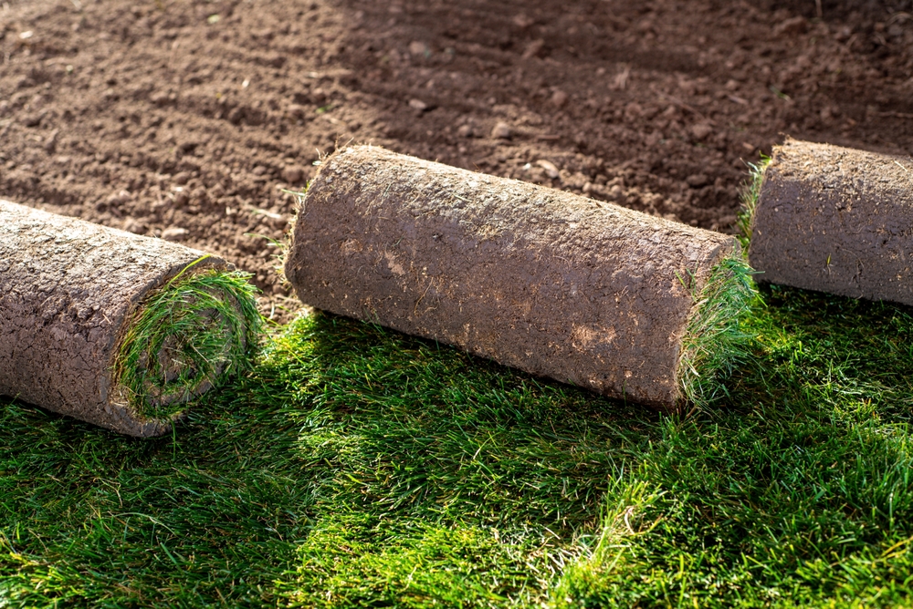 Stack of turf grass for lawn. roll of sod, turf grass roll.