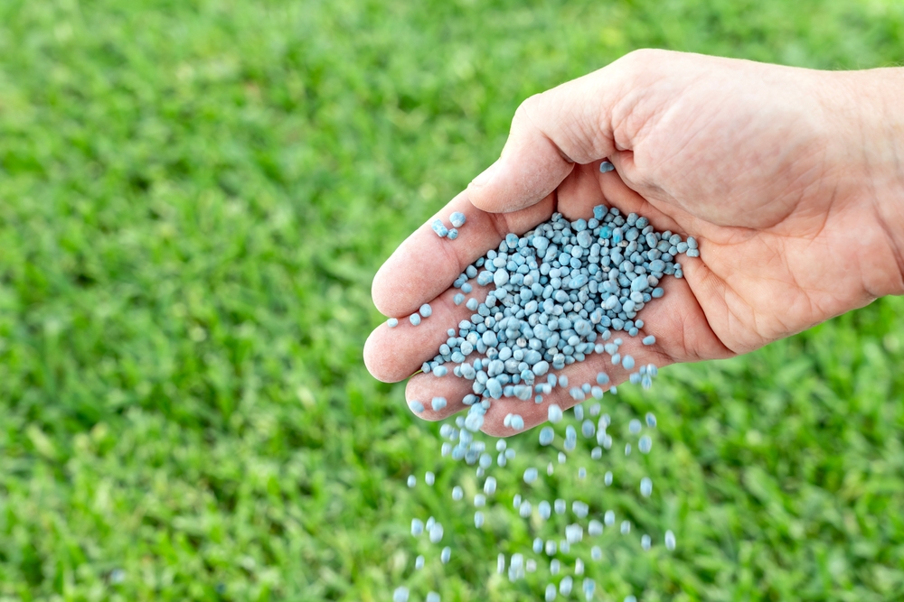 Close up of hand holding blue fertilizer
