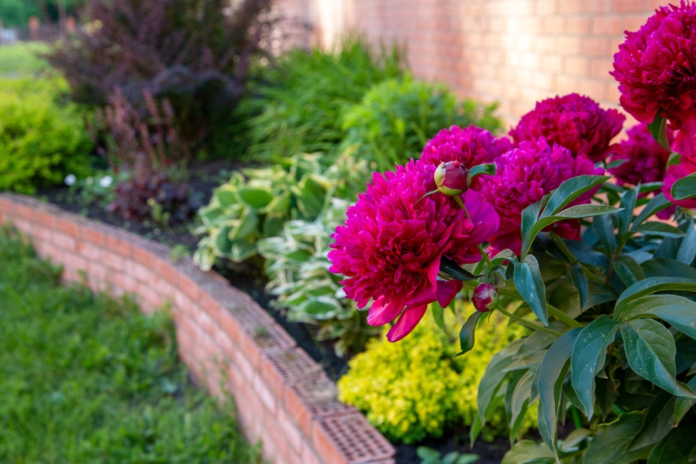Beautiful flower bed