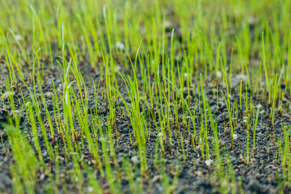New grass being grown