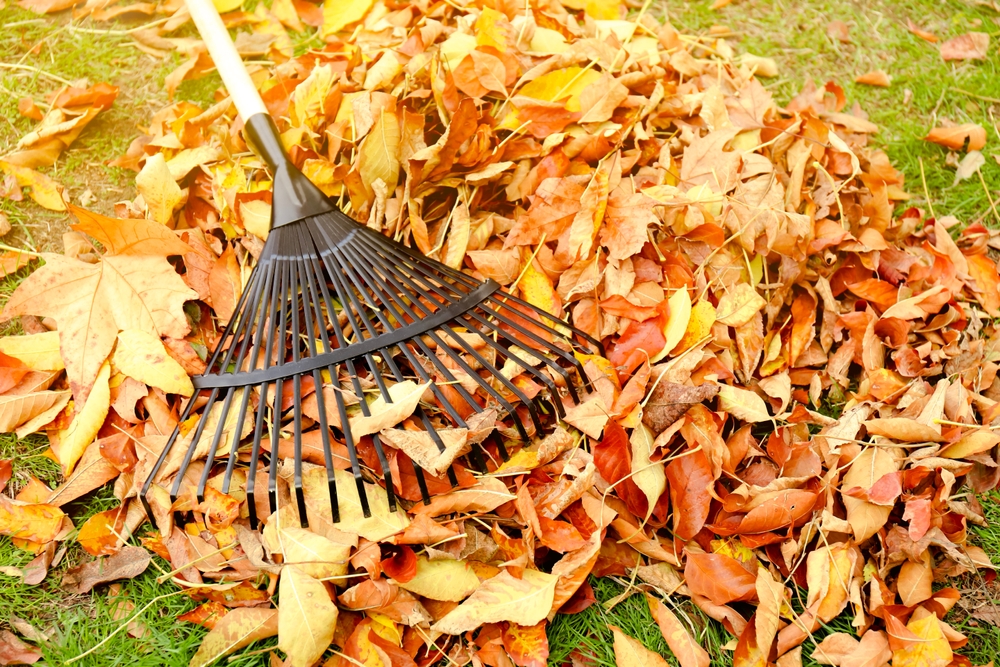 Orange fall leaves with black rake on grass